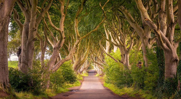 Nordirland Allee Dark Hedges Foto iStock miroslav_1.jpg